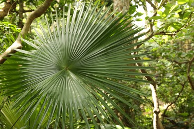 Photo of Beautiful palm tree with green leaves growing outdoors, closeup