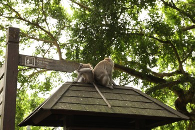 Photo of Bali, Indonesia - June 2, 2025: Cute monkeys on roof of gate outdoors