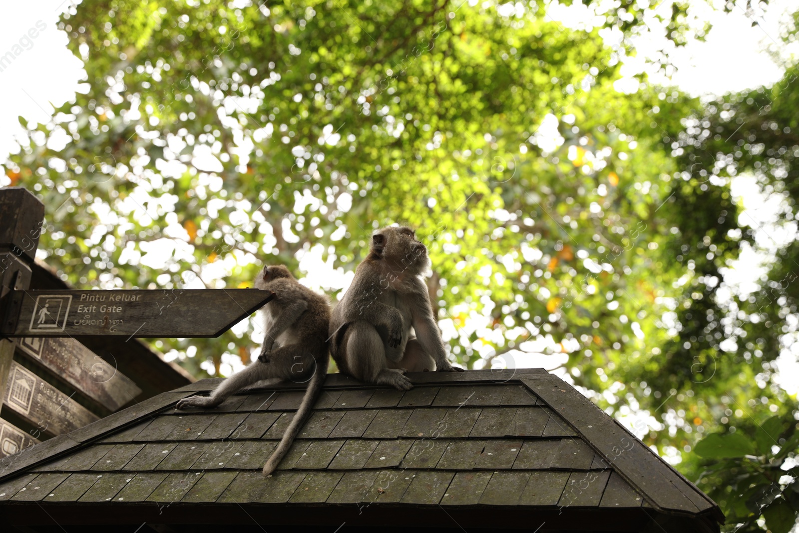 Photo of Bali, Indonesia - June 2, 2025: Cute monkeys on roof outdoors