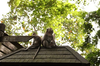 Photo of Bali, Indonesia - June 2, 2025: Cute monkeys on roof outdoors
