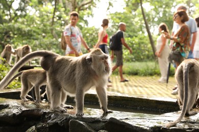 Photo of Bali, Indonesia - June 2, 2025: People and cute monkeys walking outdoors