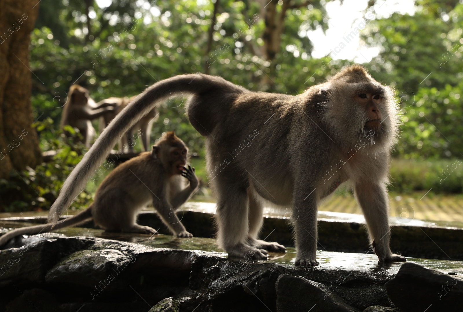 Bali, Indonesia - June 2, 2025: Cute monkeys outdoors Photo of Bali, Indonesia - June 2, 2025: Cute monkeys outdoors
