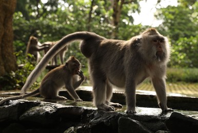 Photo of Bali, Indonesia - June 2, 2025: Cute monkeys outdoors