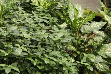 Photo of Beautiful Strobilanthes crispa and Dieffenbachia plants growing outdoors, closeup