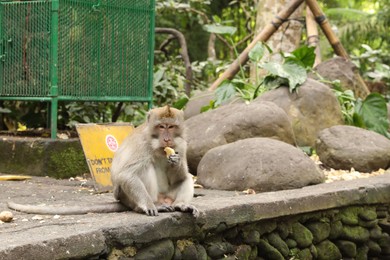 Photo of Bali, Indonesia - June 2, 2025: Cute monkey eating outdoors