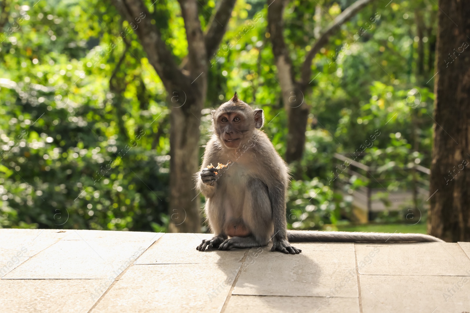 Cute monkey with food sitting on stone tiled surface in park Photo of Cute monkey with food sitting on stone tiled surface in park