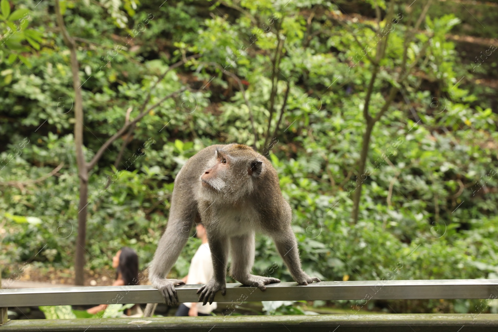 Bali, Indonesia - June 2, 2025: Cute monkey on handrail outdoors Photo of Bali, Indonesia - June 2, 2025: Cute monkey on handrail outdoors
