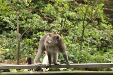 Photo of Bali, Indonesia - June 2, 2025: Cute monkey on handrail outdoors