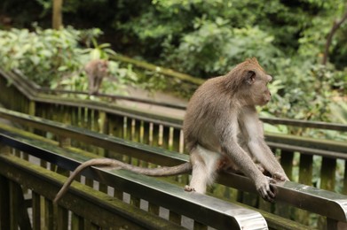 Photo of Cute monkey sitting on metal handrails in park