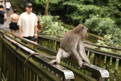 Photo of Bali, Indonesia - June 2, 2025: Cute monkey sitting on handrails outdoors