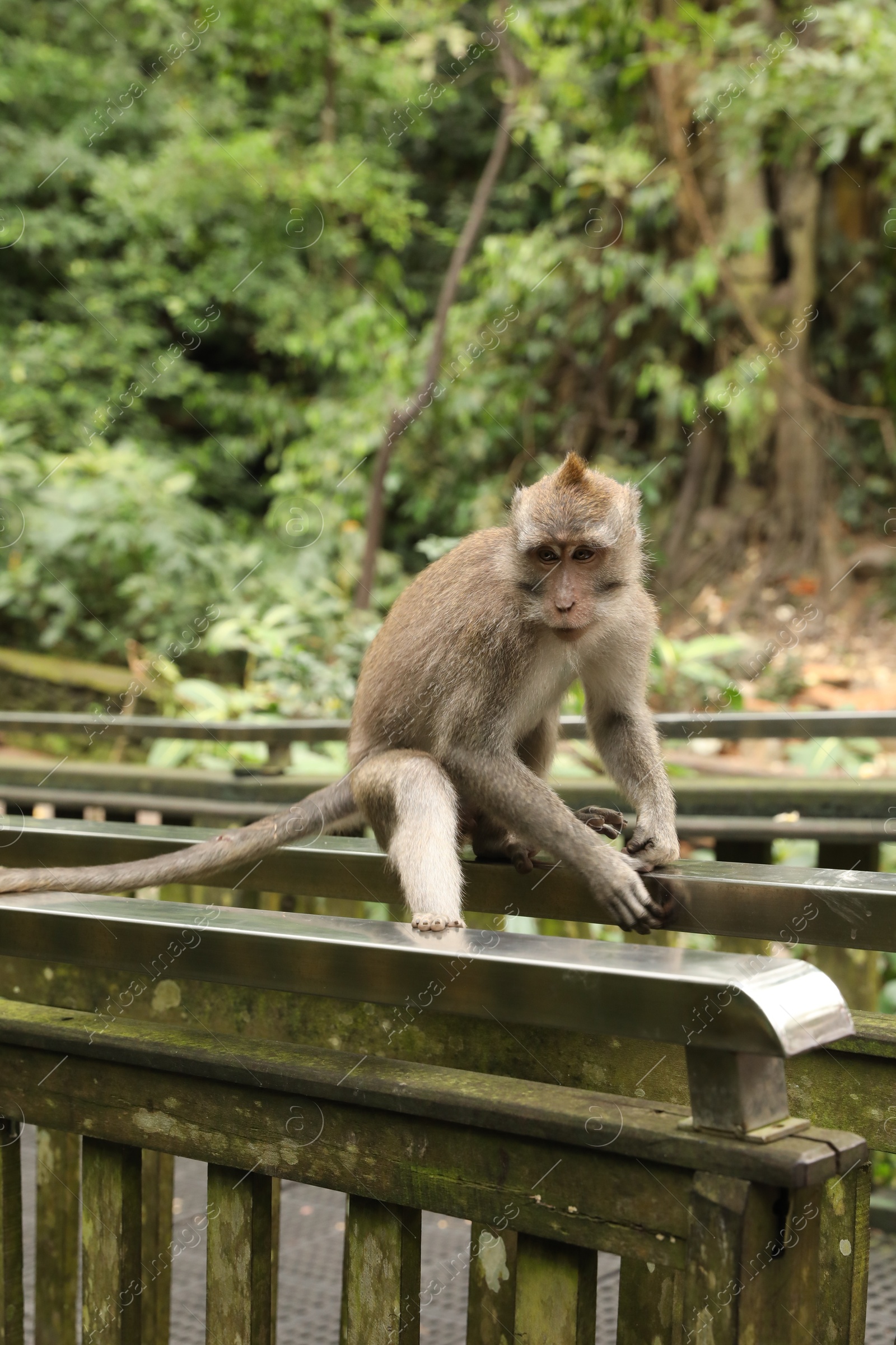 Cute monkey sitting on metal handrails in park Photo of Cute monkey sitting on metal handrails in park