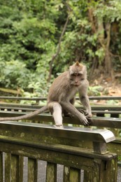 Photo of Cute monkey sitting on metal handrails in park
