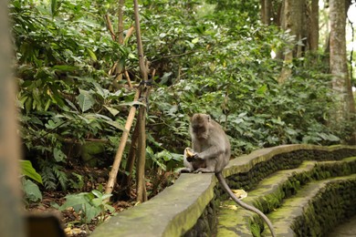 Photo of Cute monkey with banana sitting on low stone wall in park