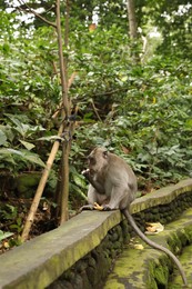 Photo of Cute monkey eating banana on low stone wall in park