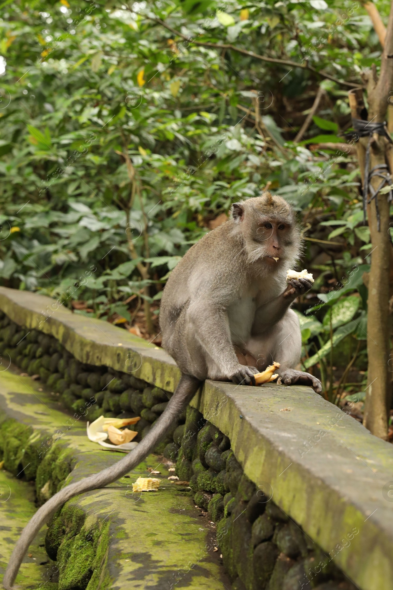 Cute monkey eating banana on low stone wall in park Photo of Cute monkey eating banana on low stone wall in park