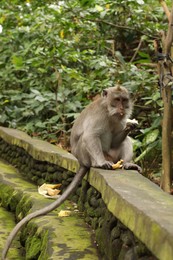 Photo of Cute monkey eating banana on low stone wall in park