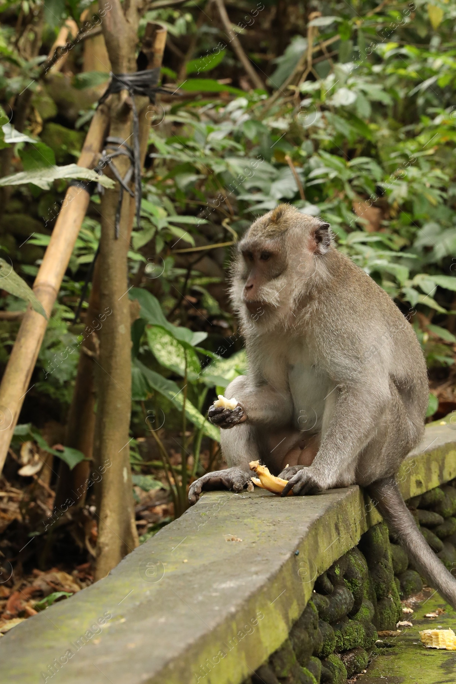 Cute monkey with banana sitting on low stone wall in park Photo of Cute monkey with banana sitting on low stone wall in park
