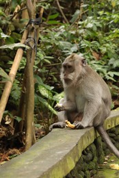 Photo of Cute monkey with banana sitting on low stone wall in park