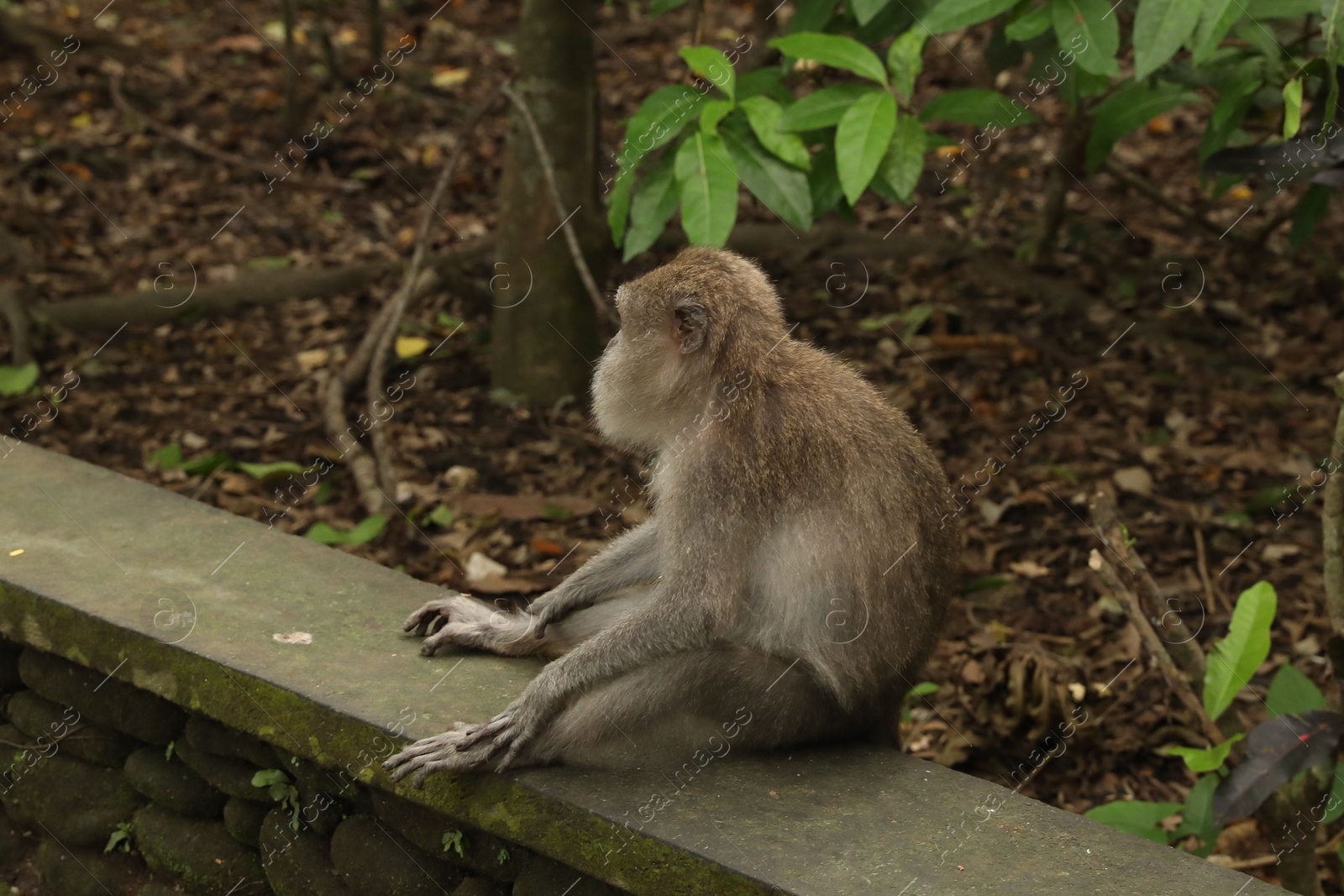 Cute monkey sitting on low stone wall in park Photo of Cute monkey sitting on low stone wall in park