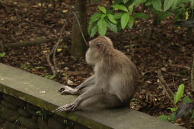 Photo of Cute monkey sitting on low stone wall in park