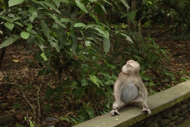 Photo of Cute monkey sitting on low stone wall in park