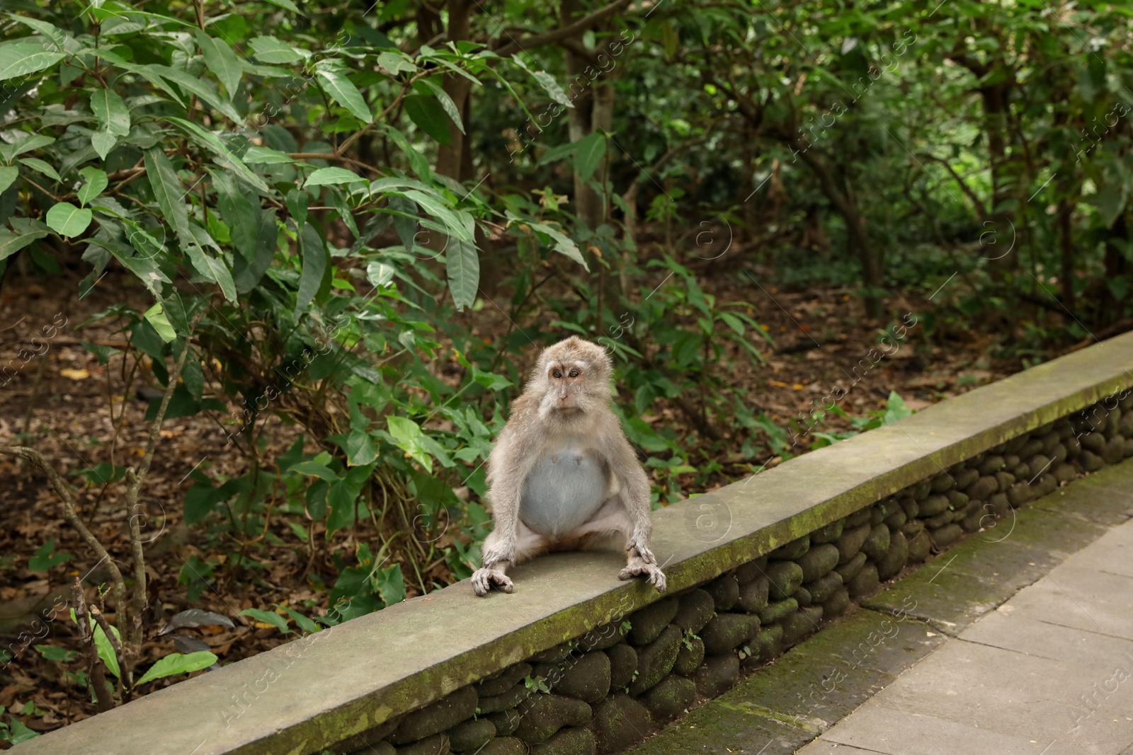 Cute monkey sitting on low stone wall in park Photo of Cute monkey sitting on low stone wall in park