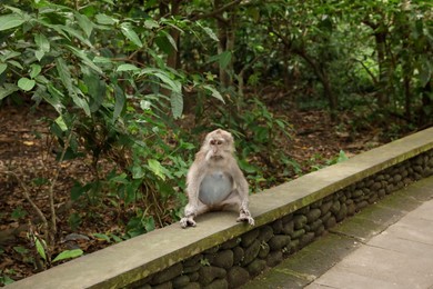 Photo of Cute monkey sitting on low stone wall in park