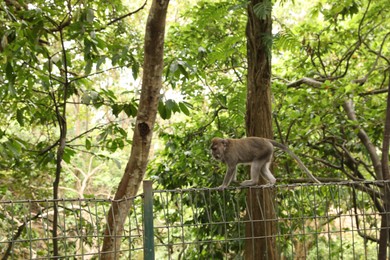 Photo of Cute monkey walking along mesh fence in park