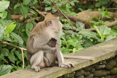 Photo of Cute monkeys sitting on low stone wall in park