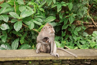 Photo of Cute monkeys sitting on stone bench in park