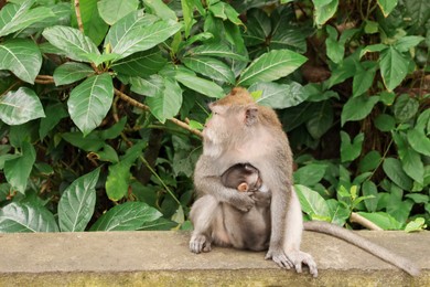 Photo of Cute monkeys sitting on stone bench in park