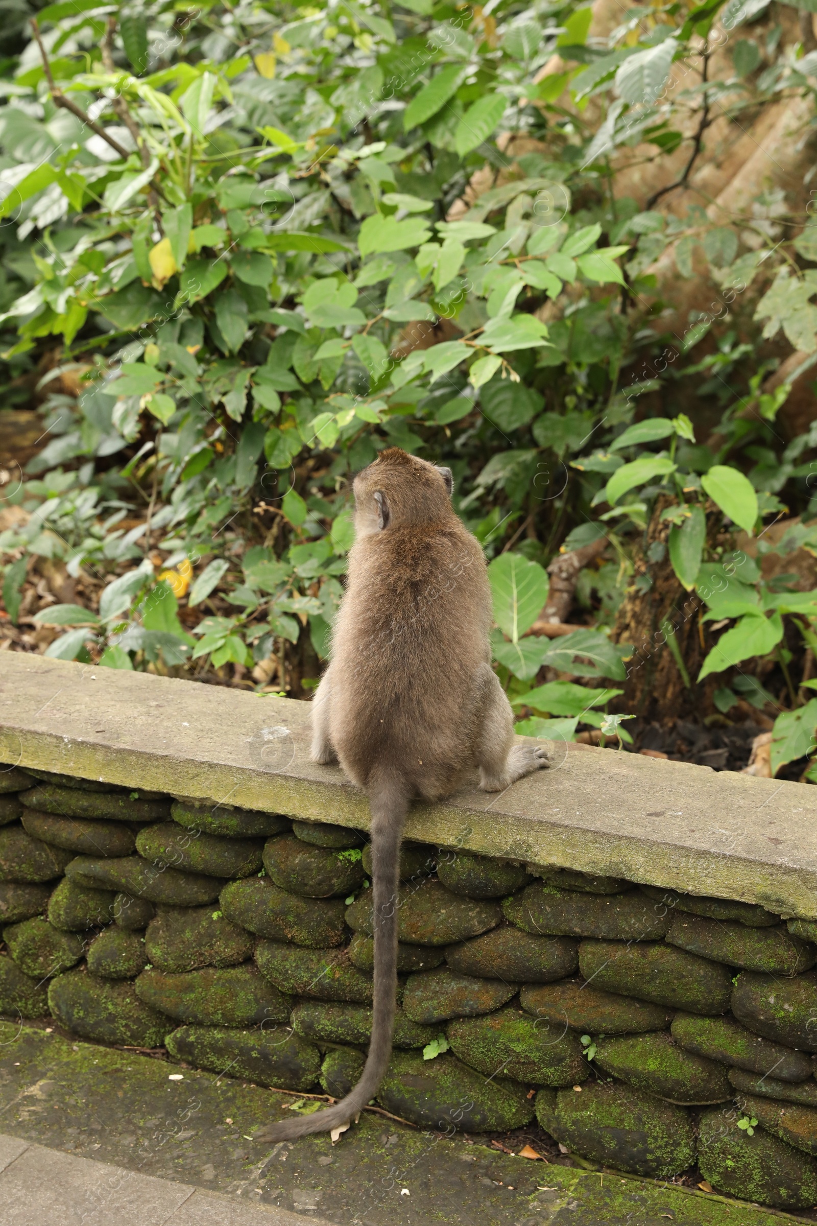 Cute monkey sitting on low stone wall in park, back view Photo of Cute monkey sitting on low stone wall in park, back view