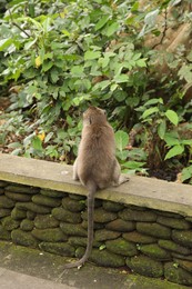 Photo of Cute monkey sitting on low stone wall in park, back view