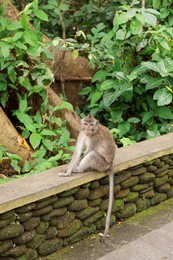 Photo of Cute monkey sitting on low stone wall in park