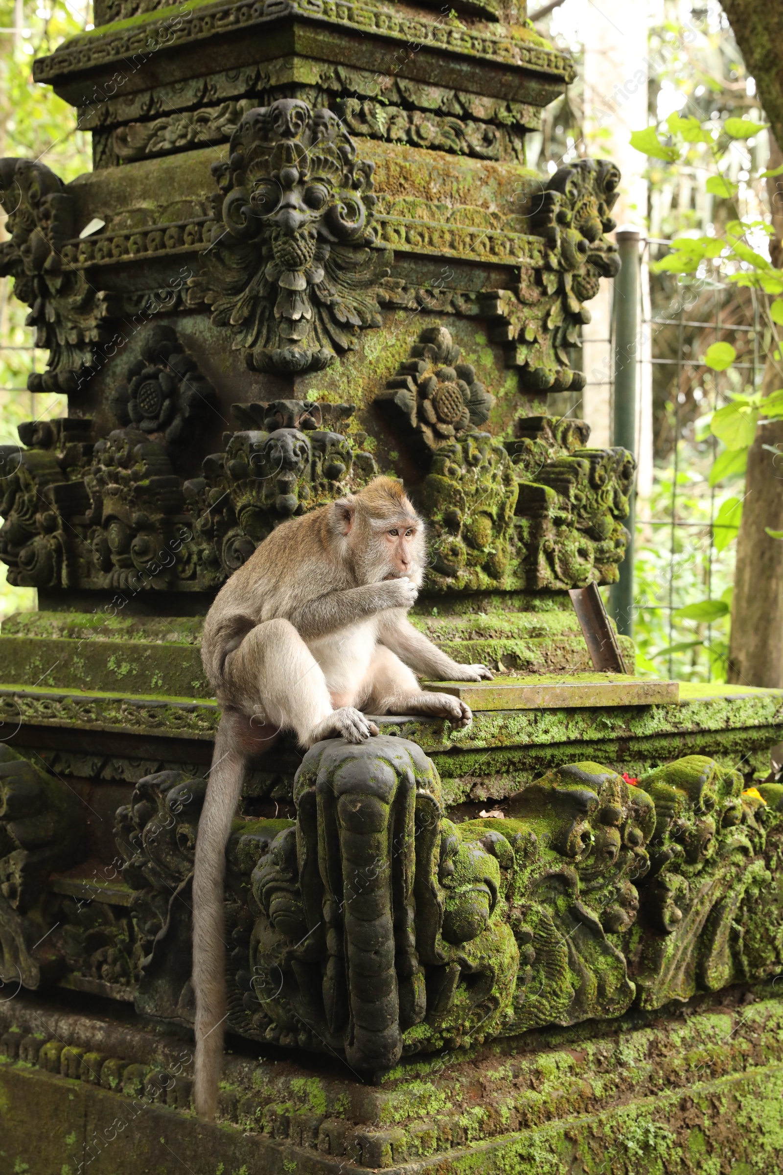 Cute monkey sitting on ancient stone temple covered with moss outdoors Photo of Cute monkey sitting on ancient stone temple covered with moss outdoors