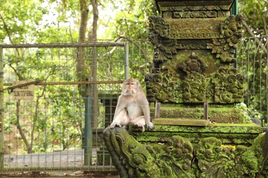 Photo of Cute monkey sitting on ancient stone temple covered with moss outdoors