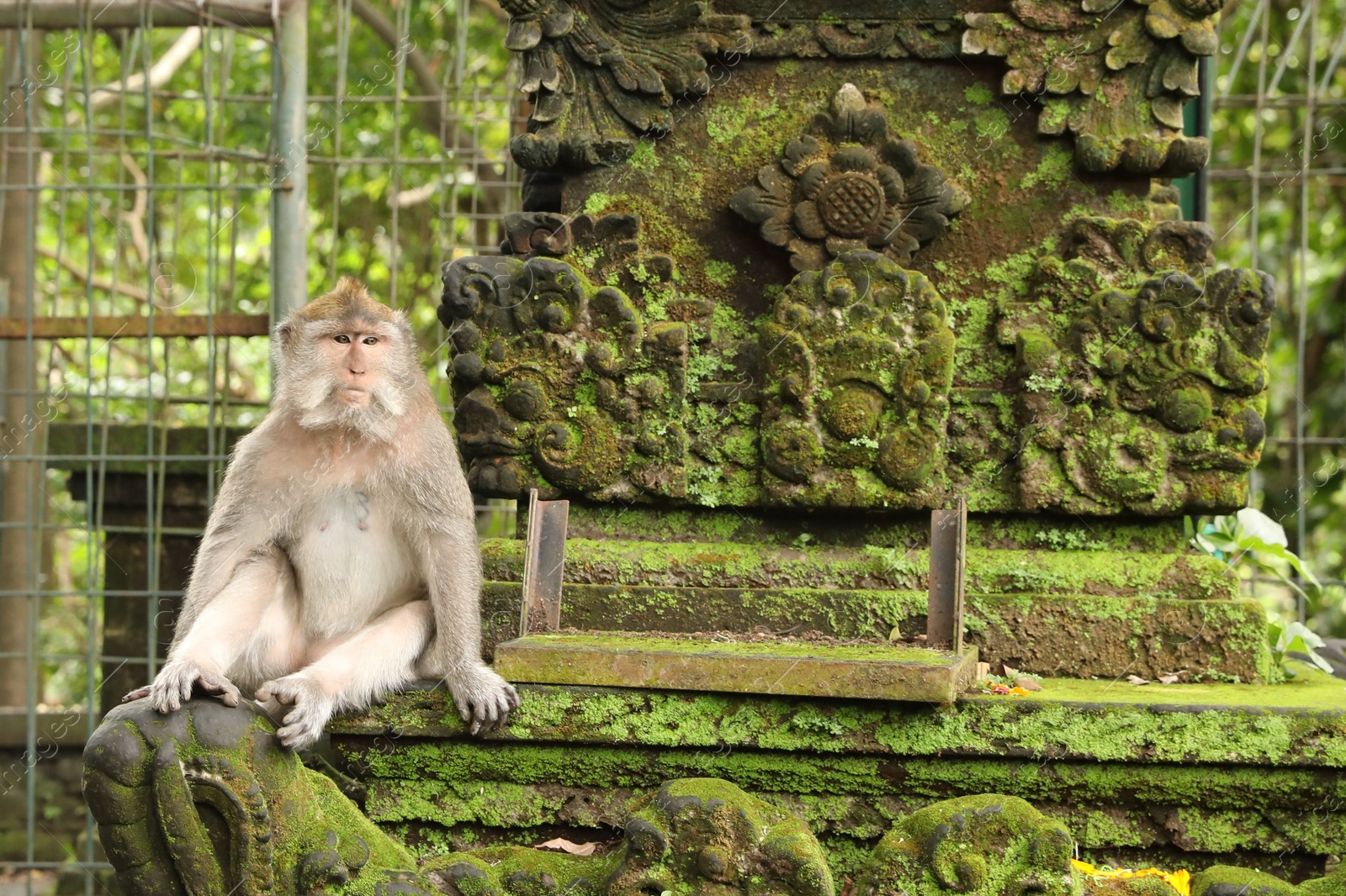 Cute monkey sitting on ancient stone temple covered with moss outdoors Photo of Cute monkey sitting on ancient stone temple covered with moss outdoors