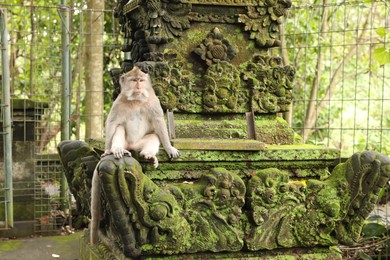 Photo of Cute monkey sitting on ancient stone temple covered with moss outdoors
