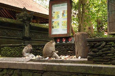 Photo of Bali, Indonesia - June 2, 2025: Cute monkeys eating fruits outdoors