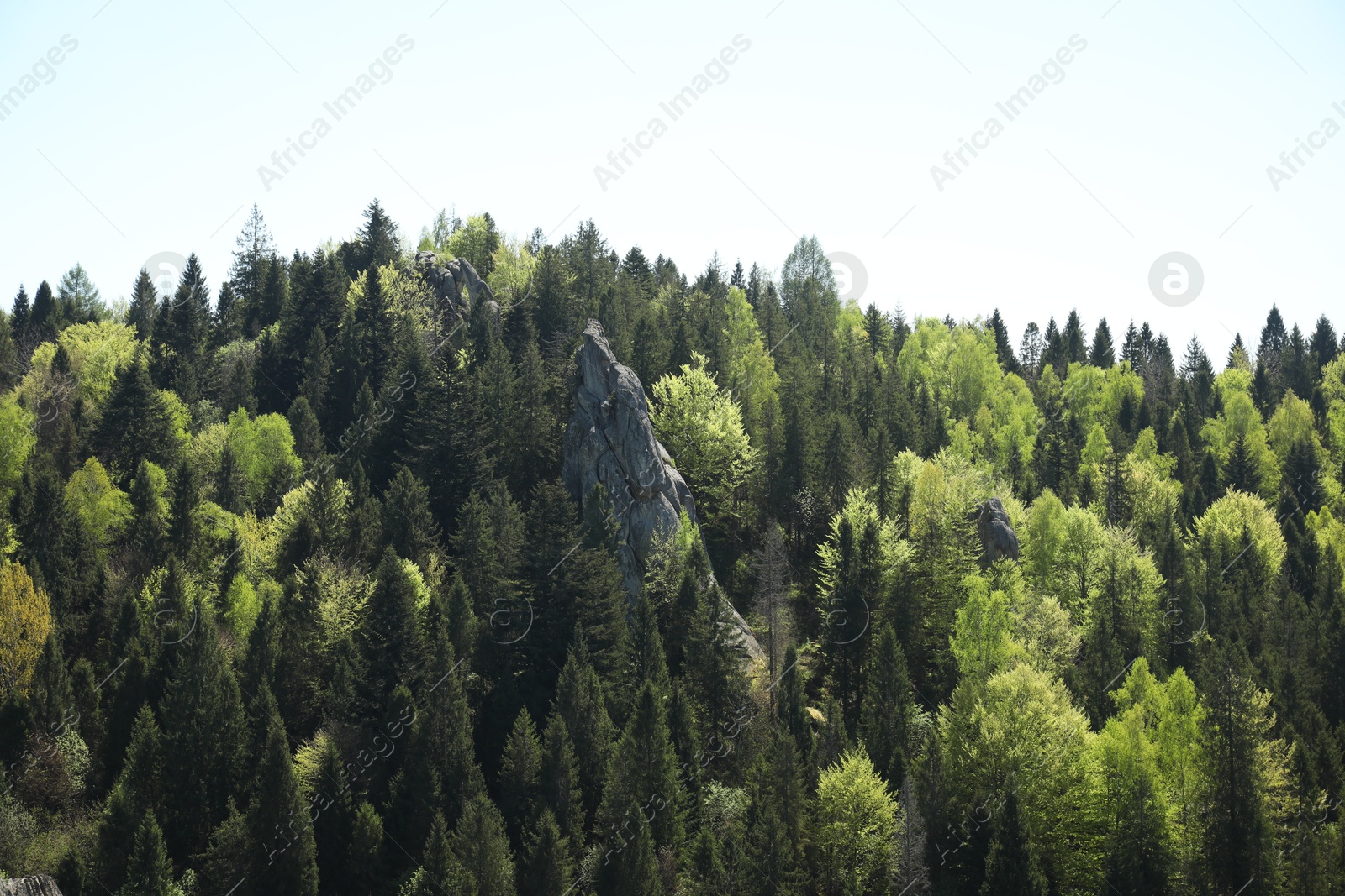 Picturesque view of mountains and forest on sunny day Photo of Picturesque view of mountains and forest on sunny day