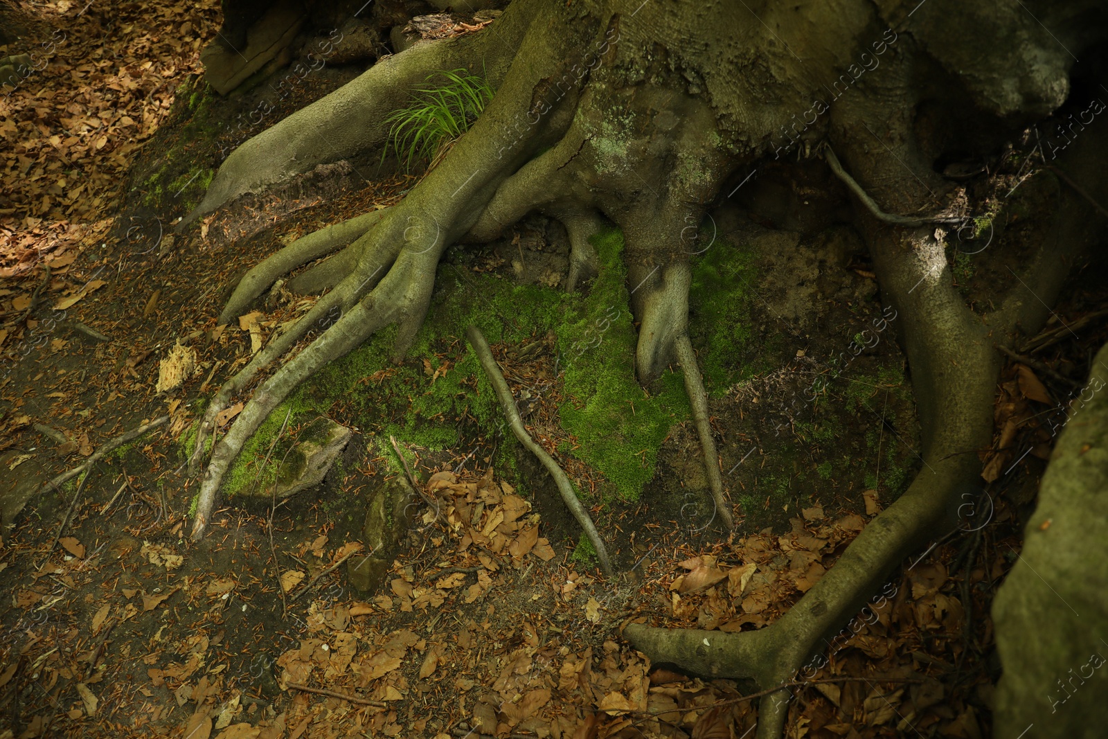 Tree roots and green moss on ground outdoors, above view Photo of Tree roots and green moss on ground outdoors, above view