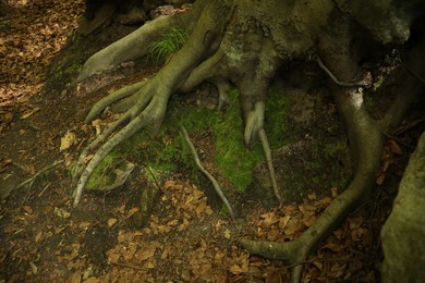 Photo of Tree roots and green moss on ground outdoors, above view
