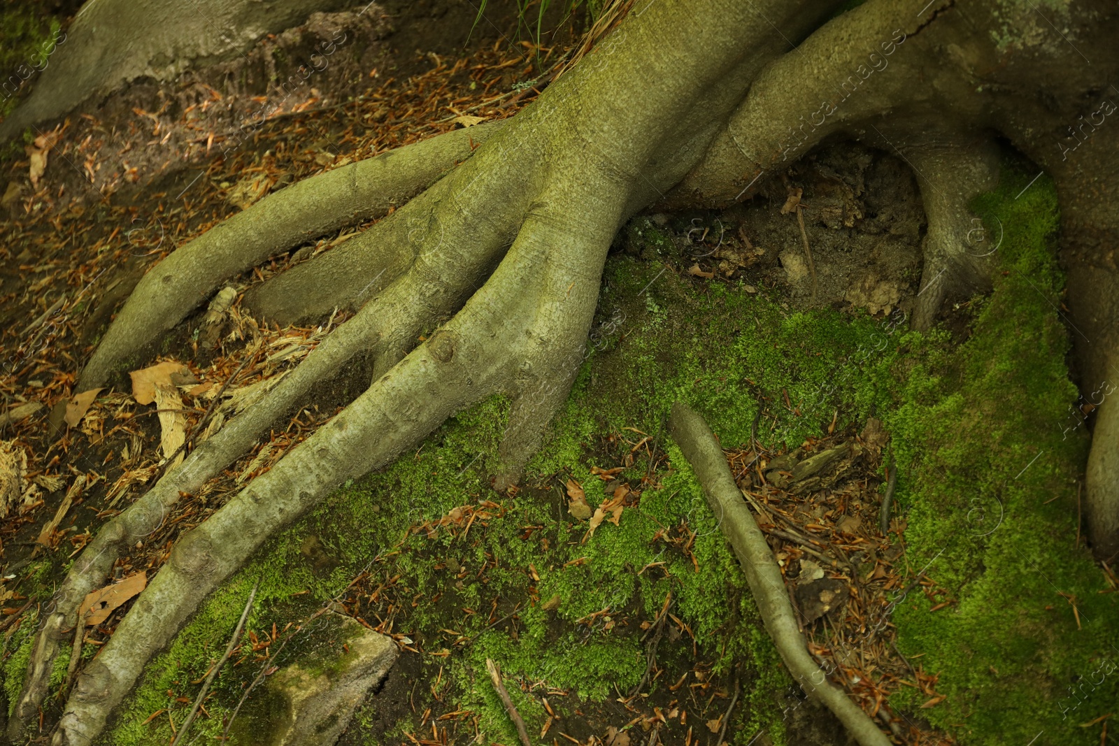 Tree roots and green moss on ground outdoors, above view Photo of Tree roots and green moss on ground outdoors, above view
