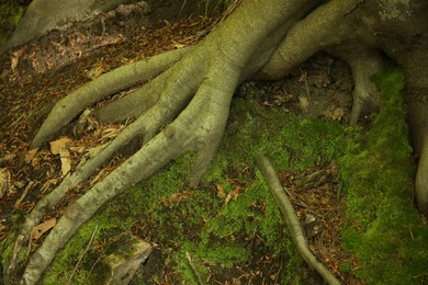 Photo of Tree roots and green moss on ground outdoors, above view
