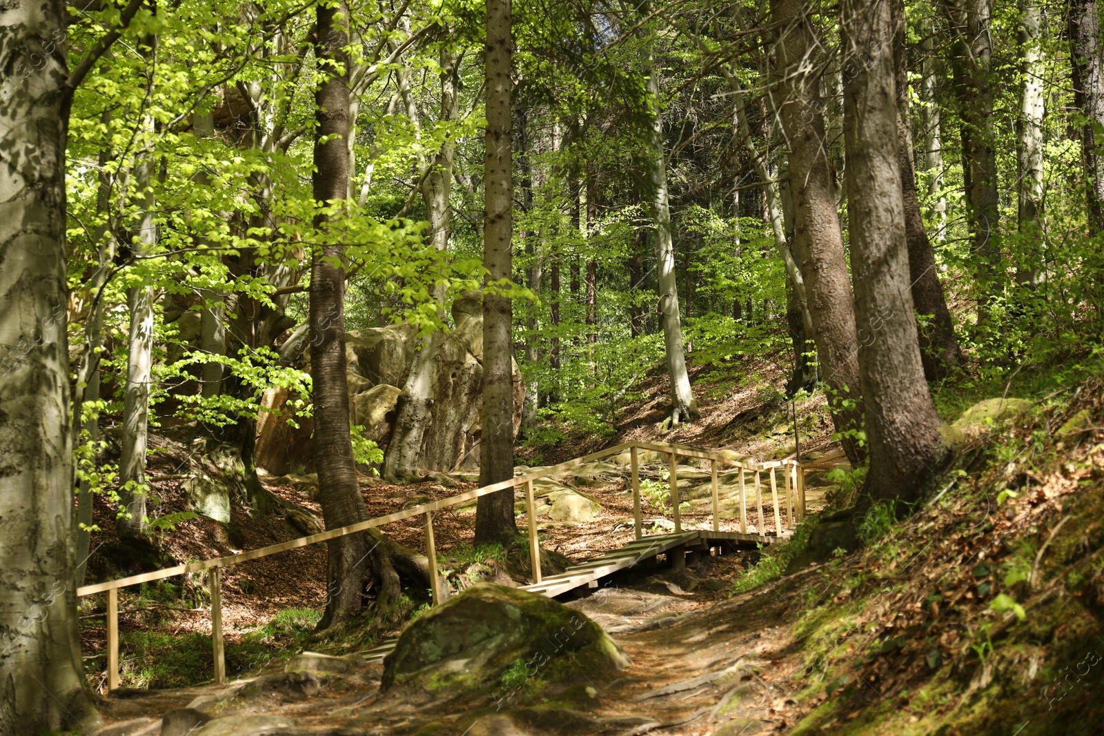 Picturesque view of wooden ladder in mountain forest Photo of Picturesque view of wooden ladder in mountain forest