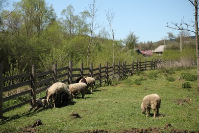 Photo of Cute sheep grazing near wooden fence in mountain village