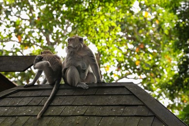 Photo of Cute monkeys sitting on roof outdoors, low angle view