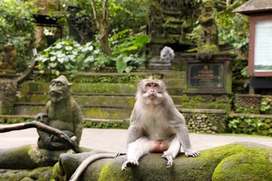 Photo of Cute monkey sitting on statue overgrown with moss outdoors