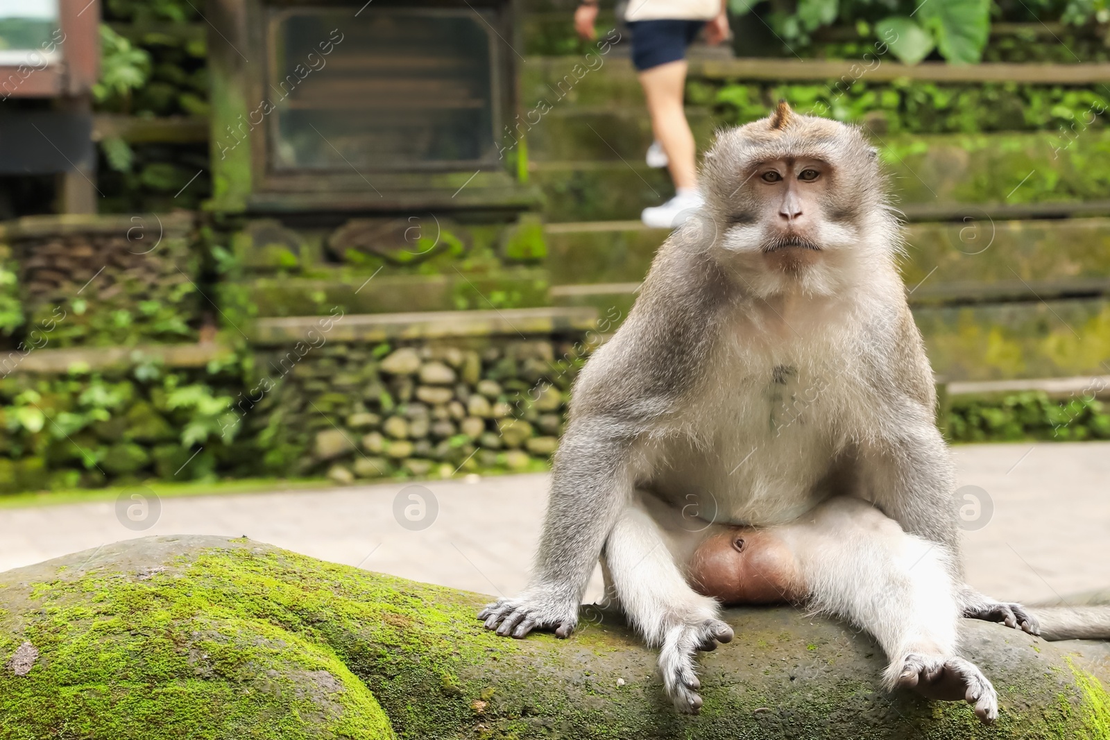 Cute monkey sitting on statue overgrown with moss outdoors Photo of Cute monkey sitting on statue overgrown with moss outdoors