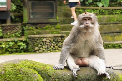 Photo of Cute monkey sitting on statue overgrown with moss outdoors